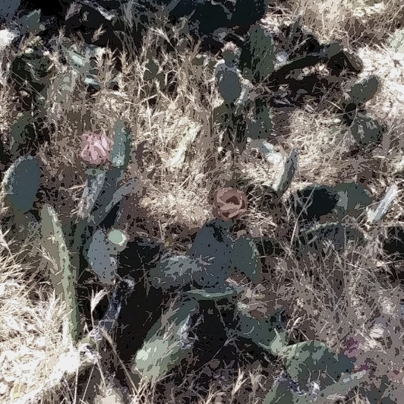 Prickly Pear pad - Picture 6 of 7